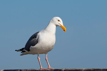 Western Gull (Larus occidentalis)