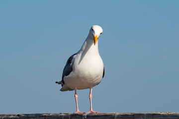 Western Gull (Larus occidentalis)