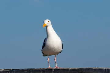 Western Gull (Larus occidentalis)