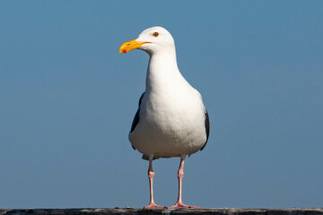 Western Gull (Larus occidentalis)