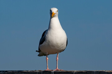 Western Gull (Larus occidentalis)