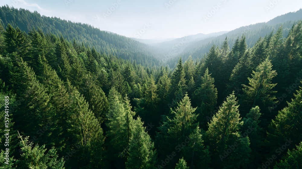 Poster forest with many trees and a mountain in the background