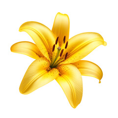 Obraz premium A vibrant yellow lily flower is isolated on transparent background