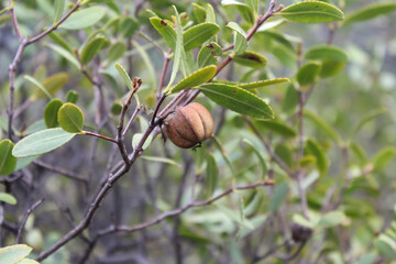 Fruto del Colliguay en su rama, alrededor hojas verdes
