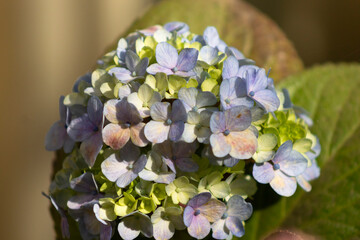 flores de Hortensía iluminadas por el sol