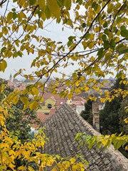 Zemun rooftops in Belgrade framed by autumn leaves