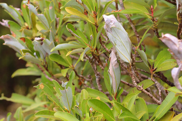 hojas verdes de árbol nativo con Pupa en Tantauco, Chiloé, Chile