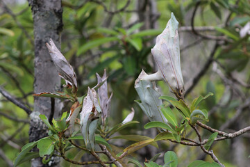 hojas de árboles con pupa en Tantauco, Chiloé, Chile