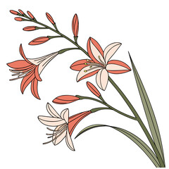 vector illustration of montbretia