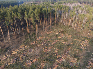 Aerial photo of a forest area with large piles of cut logs. High-altitude view shows a forest area with numerous stacks of felled logs, the scale of logging operations
