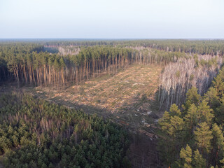 Large-scale forest logging from a bird's-eye view. Aerial photo of a large deforested area...