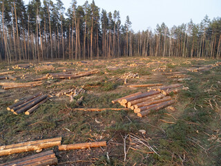 Deforested woodland with felled tree trunks scattered across a muddy terrain. A stark visual of deforestation capturing environmental impact and disrupted natural balance
