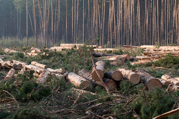 Felled pine trees lie on the ground against the backdrop of a forest. Felled pine trees, branches...