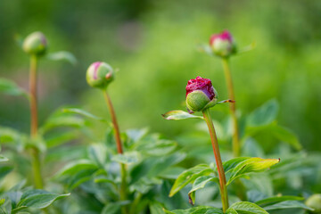 Dark red buds of a peony, a perennial flowering plant growing in cottage garden. Buds of a dark red peony. The beginning of the flower bloom. Flower background.
