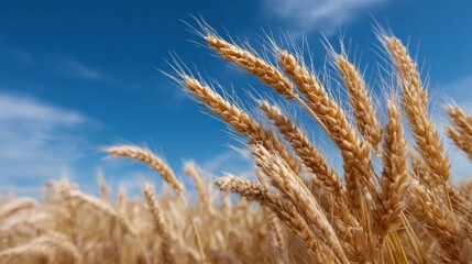 Fototapeta premium Golden wheat field under a clear blue sky, harvest season. Abundance, natural.