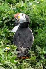 Adult puffin keeps an eye overhead for danger as puffling emerges from burrow
