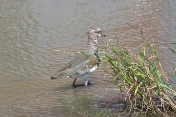 Birds in Venezuela.
From the smallest to the largest, we find hawks, curlews, and canaries among others.