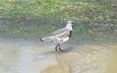 Birds in Venezuela.
From the smallest to the largest, we find hawks, curlews, and canaries among others.