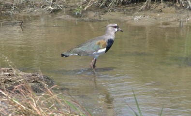 Birds in Venezuela.
From the smallest to the largest, we find hawks, curlews, and canaries among others.