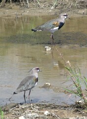 Birds in Venezuela.
From the smallest to the largest, we find hawks, curlews, and canaries among others.
