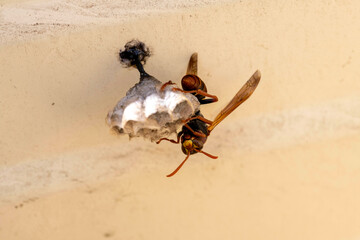 Australian Paper Wasp (Polistes humilis)