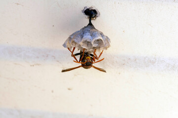 Australian Paper Wasp (Polistes humilis)