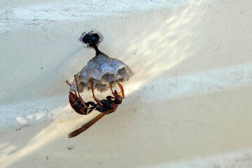 Australian Paper Wasp (Polistes humilis)