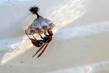 Australian Paper Wasp (Polistes humilis)