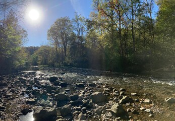 Autumn scene in the woods on a river
