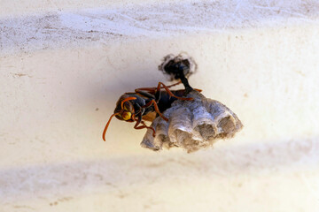 Obraz premium Australian Paper Wasp (Polistes humilis)