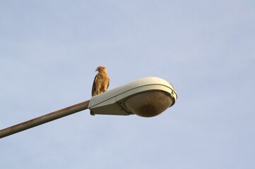 Birds in Venezuela.
From the smallest to the largest, we find hawks, curlews, and canaries among others.