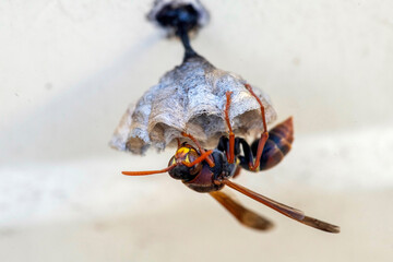Australian Paper Wasp (Polistes humilis)