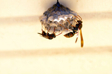 Australian Paper Wasp (Polistes humilis)