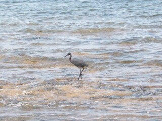 Western Reef Heron Searching for Fish in Shallow Water
