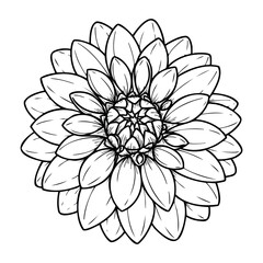 Detailed line art of a dahlia flower in full bloom. Vector hand-drawn doodle illustration