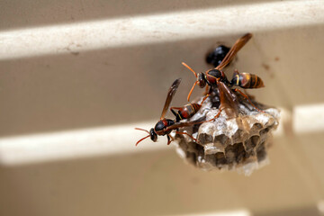 Australian Paper Wasp (Polistes humilis)