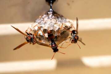 Fototapeta premium Australian Paper Wasp (Polistes humilis)