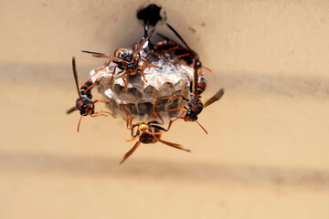Australian Paper Wasp (Polistes humilis)