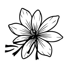 Detailed line art of a blooming flower with petals and stamen. Vector hand-drawn doodle illustration