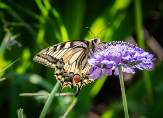 Machaon sur scabieuse