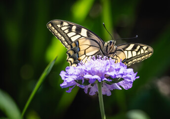 Swallowtail butterfly on blooming scabiosa