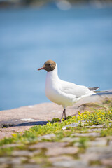 Black-headed Gull at Helsinki Market Square by the Baltic Sea, Finland