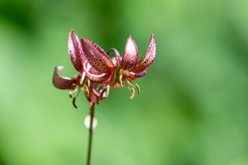 Fototapeta premium Close up of a martagon lily (lilium martagon) flower in bloom