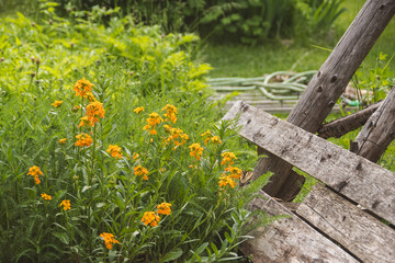 Flowers and a monarch butterfly in the summer sun, with a beautiful lush garden