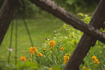 Flowers and a monarch butterfly in the summer sun, with a beautiful lush garden