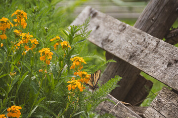Flowers and a monarch butterfly in the summer sun, with a beautiful lush garden