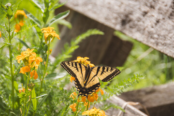 Flowers and a monarch butterfly in the summer sun, with a beautiful lush garden
