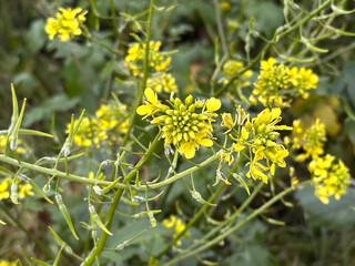 Blossom White mustard, also called yellow mustard (lat.- Sinapis alba)