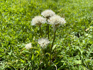 Oriental garlic (lat.- Allium orientalis)
