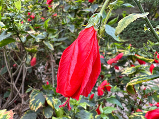 Blossom Wax Mallow, or Sleeping Hibiscus (lat.- Malvaviscus arboreus)
